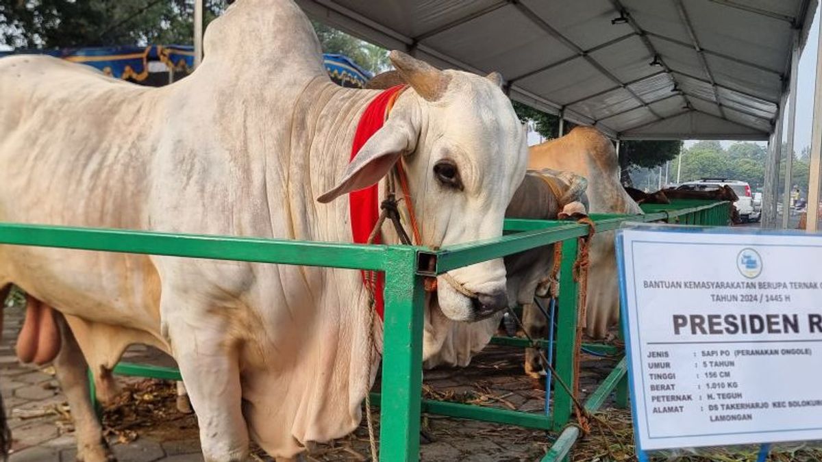 La mosquée nationale d’Al Akbar surabaya reçoit 1 tonne de vache de sacrifice du président Jokowi