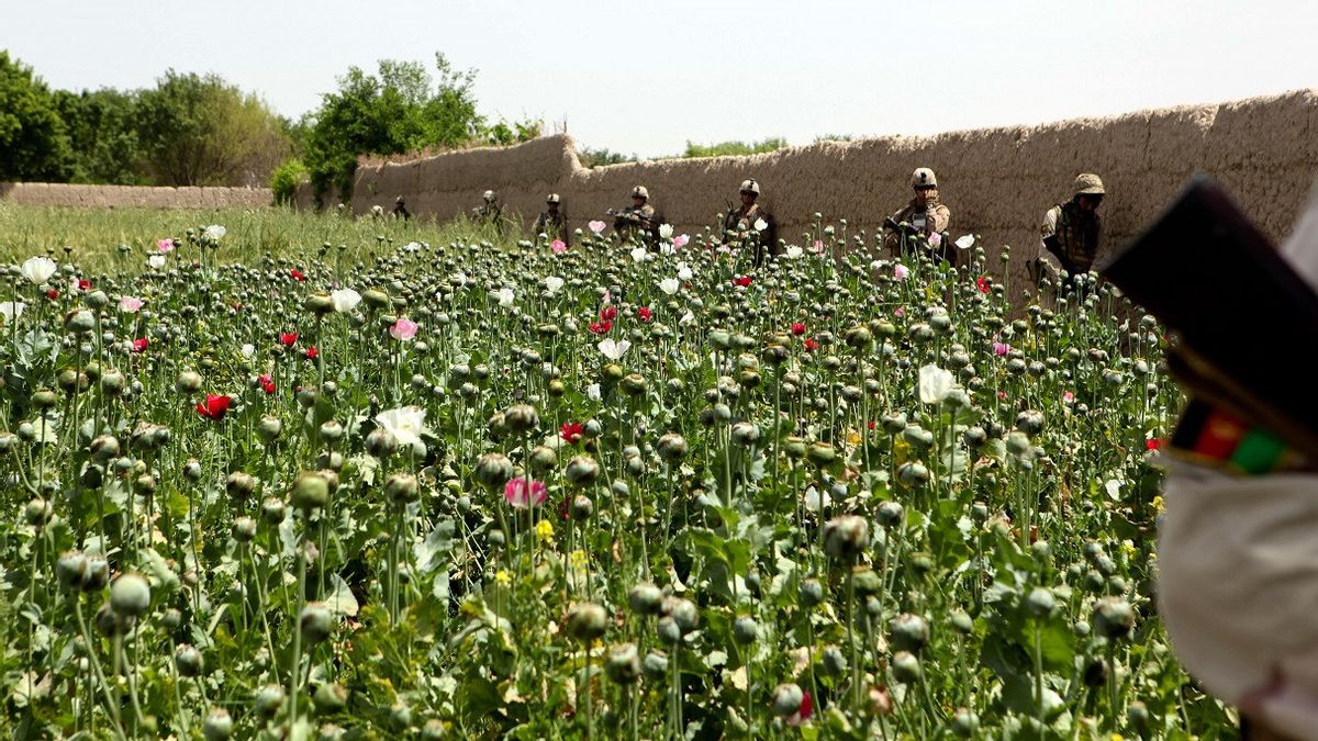 阿富汗Opium Anjlok的生产,联合国警告因过量引起的死亡
