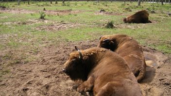 密切关注自然保护区中的欧洲野牛，白俄罗斯部署无人机