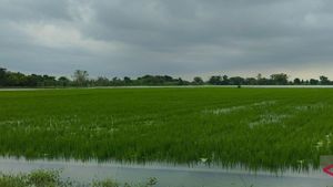 717 hectares de sauvages dans le Sénat ont été inondés