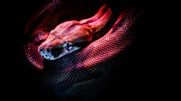 インドネシアの家によく入るヘビの種類、毒のあるヘビに注意してください!