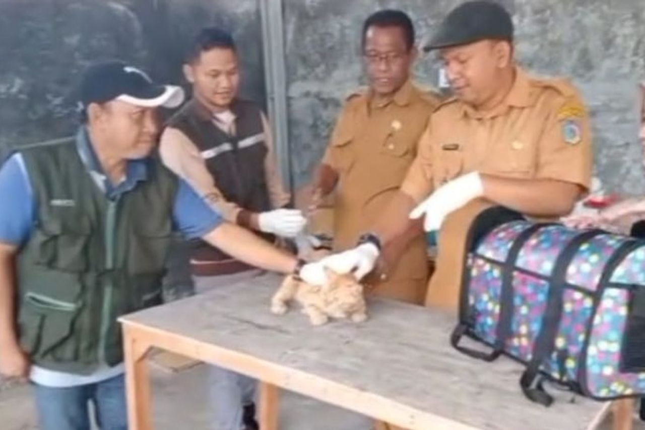 ディスタンパンガンバリ:狂犬病の動物に噛まれた人間または動物は感染しているに違いありません