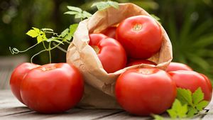 Manfaat Makan Tomat, Menurut Penelitian Bisa Mencegah Kulit Rusak Terbakar Matahari