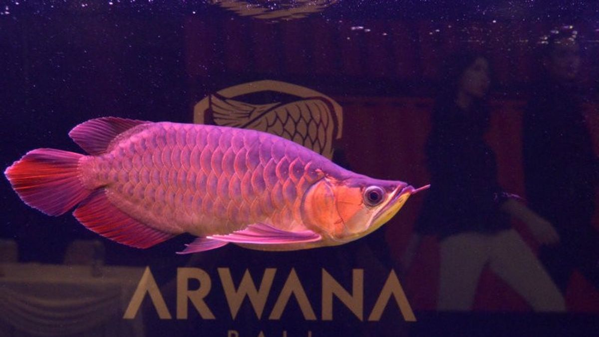 Affaire Présumée De Corruption De Poissons Arowana, La Police Examine Kapuas Hulu Kalbar District De Pêche