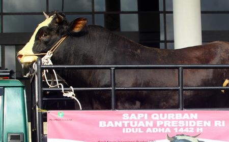 Presiden Jokowi Siapkan 35 Sapi untuk Kurban