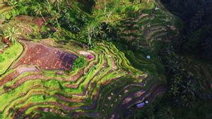 Hidden Gem Ubud, Beberapa Spot Wisata yang Keindahannya Diakui Wisatawan