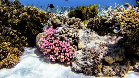 الأول في العالم ، يحاول العلماء تجميد الحاجز المرجاني العظيم