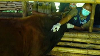 Kementan alloue 151 000 doses de vaccins dans le Java occidental pour maîtriser la peste porcine africaine