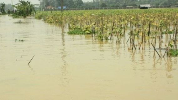 BNPB:ロンボク島中部の数百ヘクタールの植物が洪水で被害を受けた