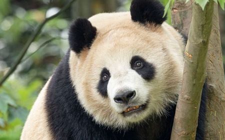 Foto Dirilis, Panda Raksasa Pinjaman China Beradaptasi Baik di San Diego Zoo