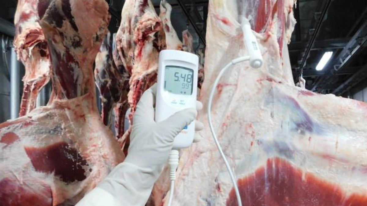 Bulog Bawa Kabar Gembira: Daging Kerbau Beku Impor Bebas dari PMK