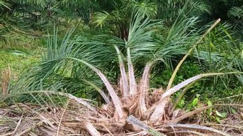 野生象群破坏了西亚齐2公顷的油棕种植园，居民要求BKSDA进行干预