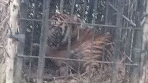 Harimau Sumatera yang Memangsa Anak Sapi di Sumbar Akhirnya Masuk Kandang Jebak