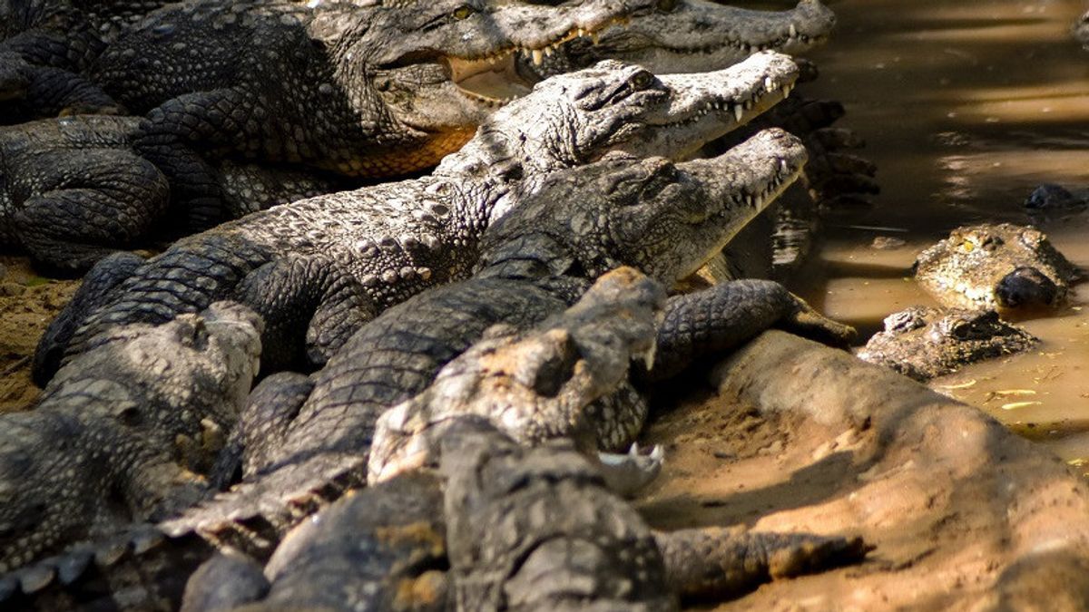 De fortes pluies dues aux tempêtes Beryl et Alberto ont provoqué une crocodile dans une ville mexicaine