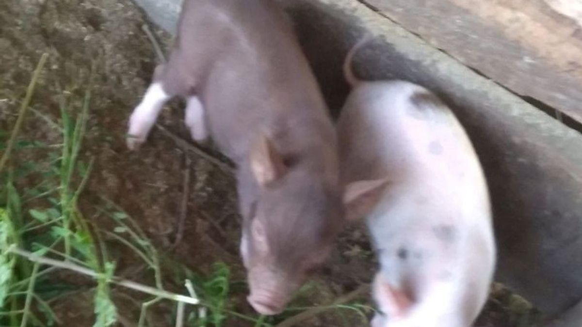 古邦摄政政府禁止居民将猪带到Semau岛以防止非洲猪瘟传播