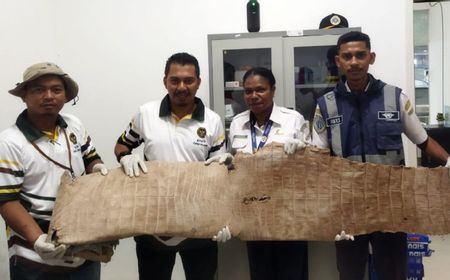 Tim Karantina Papua Selatan Amankan Kulit Buaya Utuh di Bandara Mopah