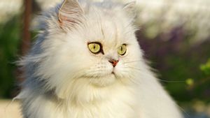 Cara Merawat dan Mengobati Kucing Persia Jamuran