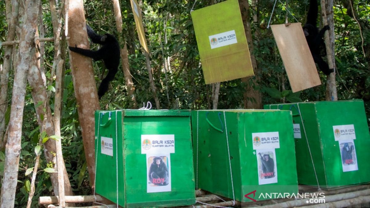 BKSDA Sumatera Selatan Lepasliarkan 3 Ekor Owa Siamang