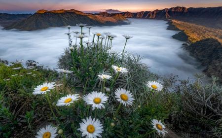 Wisata Puncak B29 Lumajang Ditutup Akibat Meluasnya Kebakaran di Bromo