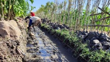 劳动密集型灌溉计划吸收了122，066名工人，巴苏基部长希望保持人民的购买力