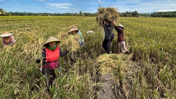 Bulog est prêt à absorber du riz de 6 500 roupies par kg pour maintenir les stocks et protéger les agriculteurs