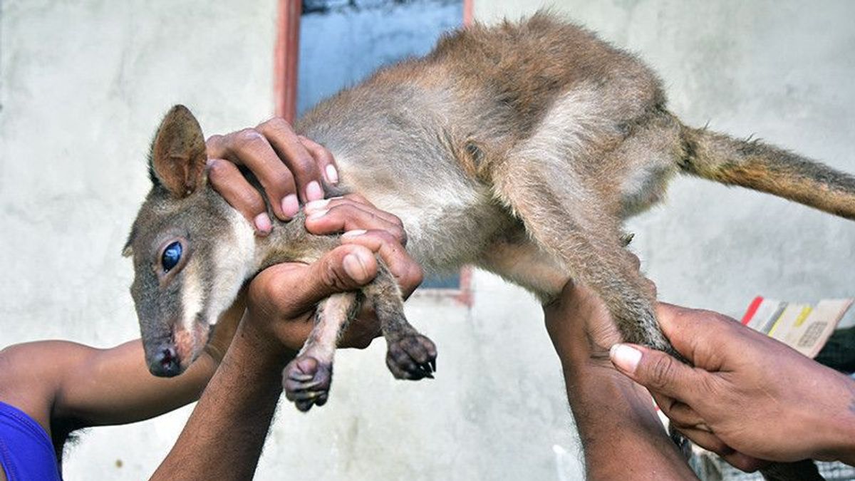 Mini-Deserved Kangaroo In Southeast Maluku, Its Population Now Downs In The Kei Island Forest