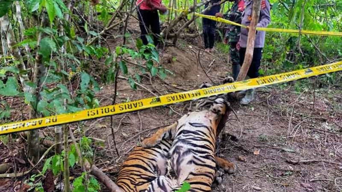 PT Aloer Timurのプランテーションの森で罠にかかった3匹の死んだ虎、東アチェ警察によって調査された多数の目撃者