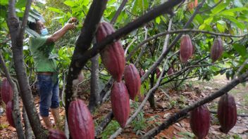 قسم وزارة الصناعة يجعل إندونيسيا مركزا عالميا لصناعة معالجة الكاكاو