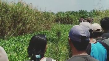 Des Résidents De Banyuasin Sumsel Portés Disparus Auraient été Attaqués Par Des Crocodiles