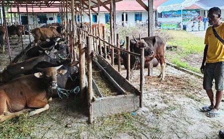 Vaksinasi PMK Tahap Perdana, Sasar Sapi di 7 Kota dan Kabupaten se-Kalteng