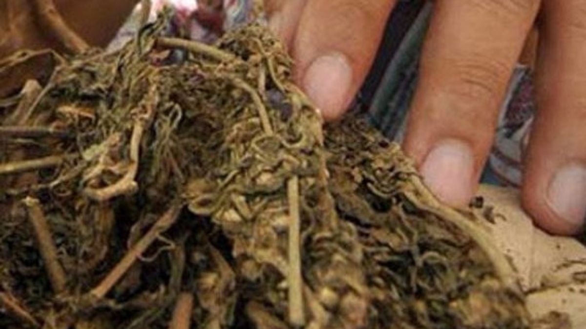 Bandar Ganja di Depok Ditangkap Polda Metro dengan Barang Bukti 6,2 Kg