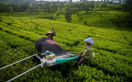 Tak Kalah dengan Kopi, Kemenperin Dongkrak Pengembangan Industri Teh Artisan