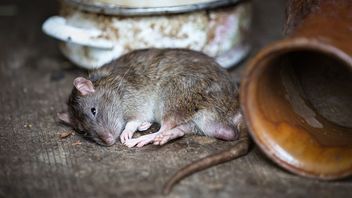 Misterius! 8 Orang di Cipete Terjangkit Virus Aneh, Diduga Terpapar Tikus