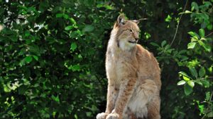 Kabar Baik, Populasi Lynx Iberia Kini Tembus 1.000 Ekor