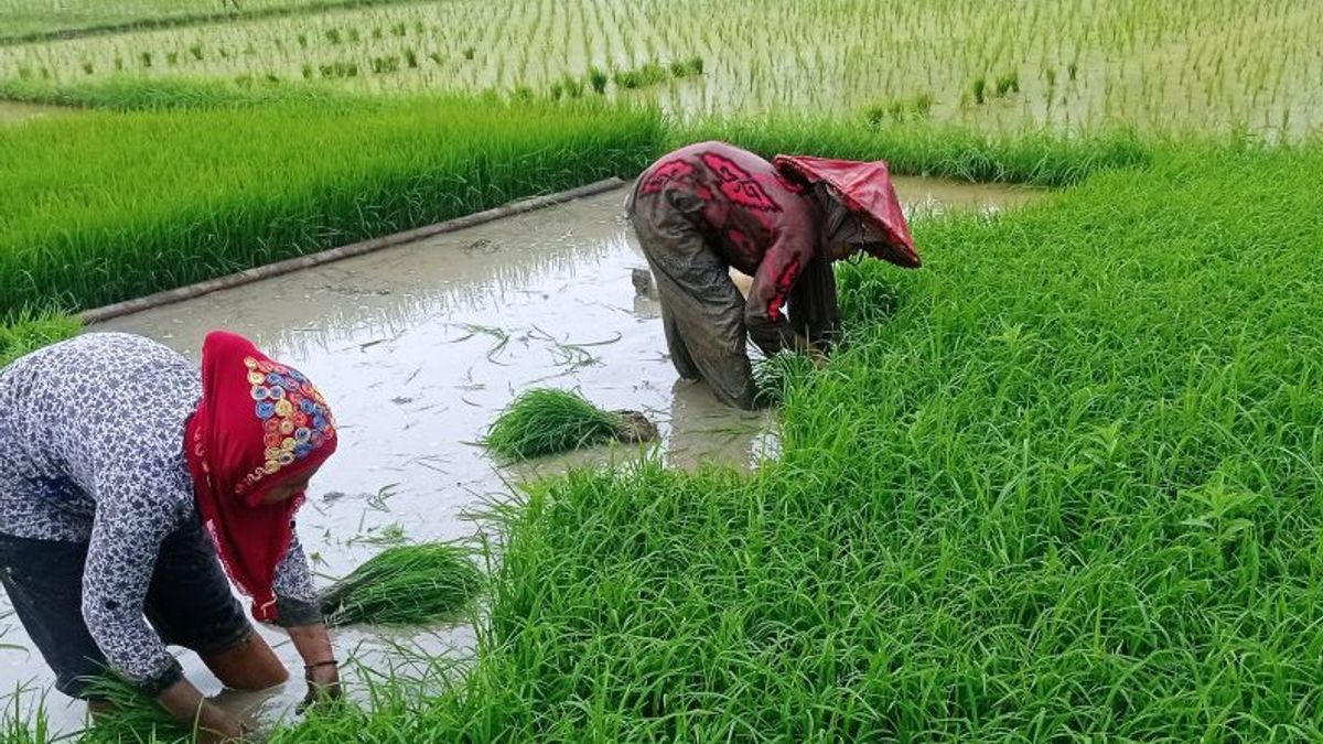 The Supply Of Subsidized Fertilizers In Lebak Regency Is Fulfilled For The Third Planting Season