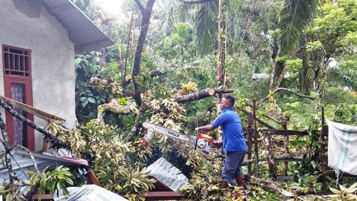 強風のため、1本の木が倒れてアチェの住民の家にぶつかる