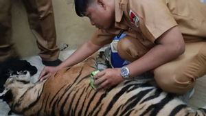 Harimau Sumatera Terjerat Perangkap Babi Tak Bisa Diselamatkan Dikubur di Kantor BKSDA Sumbar