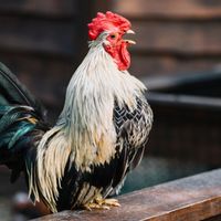 Mengapa Ayam Berkokok Jam 11 Malam? Ini Penjelasan Ilmiahnya