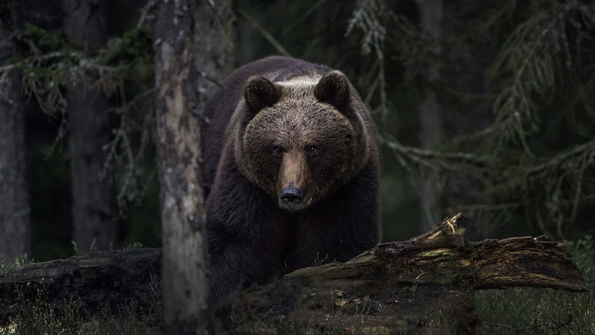 57岁男子在棕熊攻击中死亡可怕，斯洛伐克发布警告
