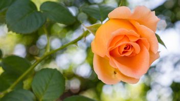 5 Tips Merawat Tanaman Mawar agar Mekar Berbunga pada Musim Kemarau