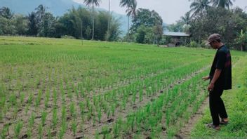Rejang Lebong的Nestepa农民,数十公顷的稻田的水稻受到灌溉干旱造成死亡的威胁