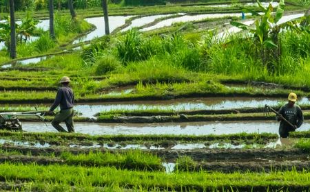 BPS: Sektor Pertanian Masih Tangguh di Tengah Tekanan Pandemi COVID-19