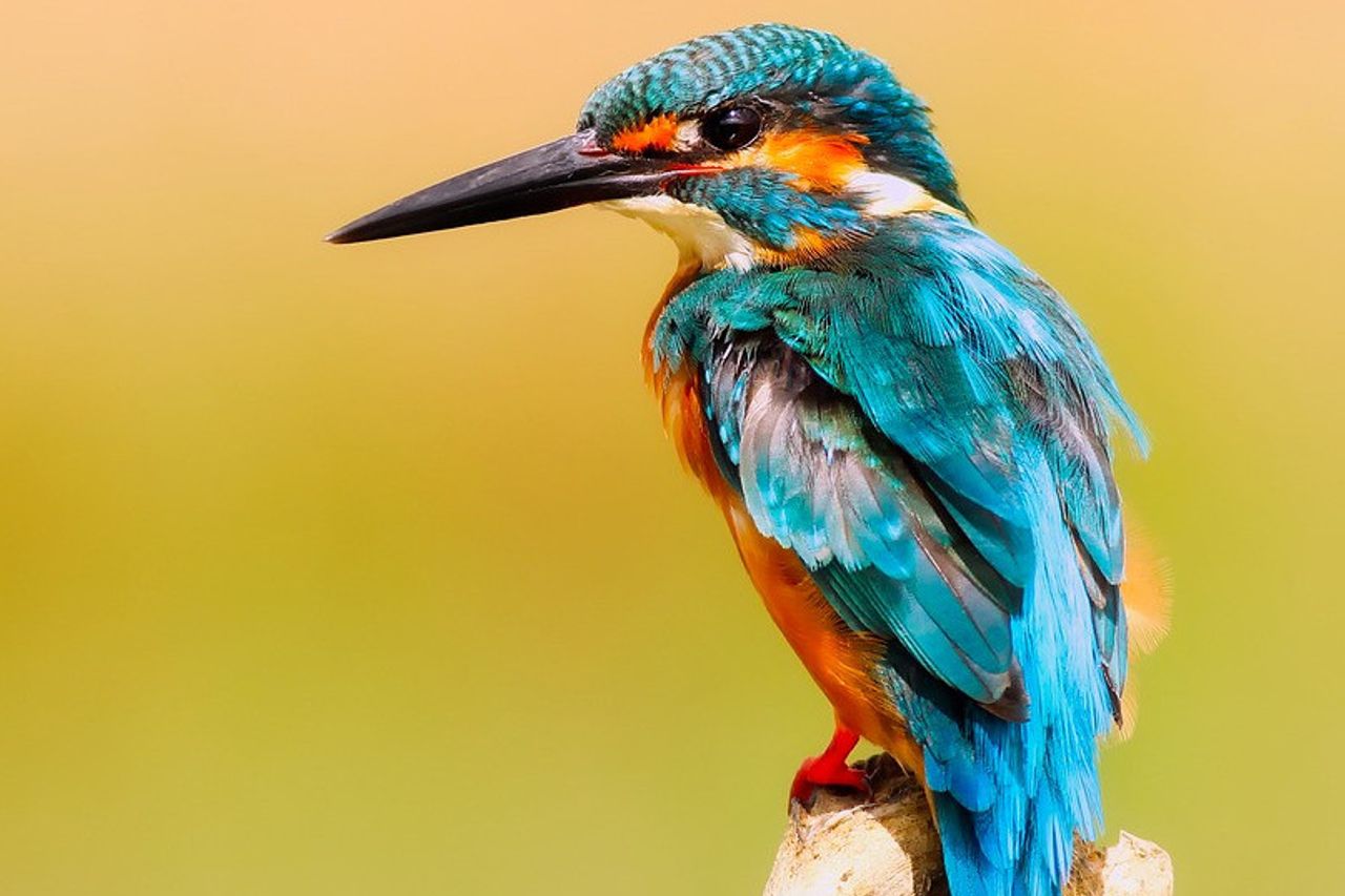 ダーウィンの理論は正しい:赤道近くの鳥はポーランドの近くの鳥よりもカラフルです