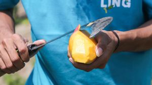 Optimistis Jadi Penghasil Mangga Terbesar di Jawa Tengah, Kelompok Tani Wonorejo Siap Jalankan One Action One Tree