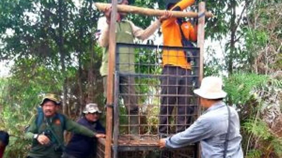  BBKSDA Riau Mitigasi Harimau Sumatera di Siak