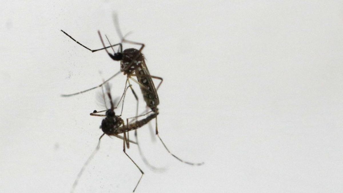 Lutte contre la dengue, la libération de moustiques Wolbachia à Bandung se développe