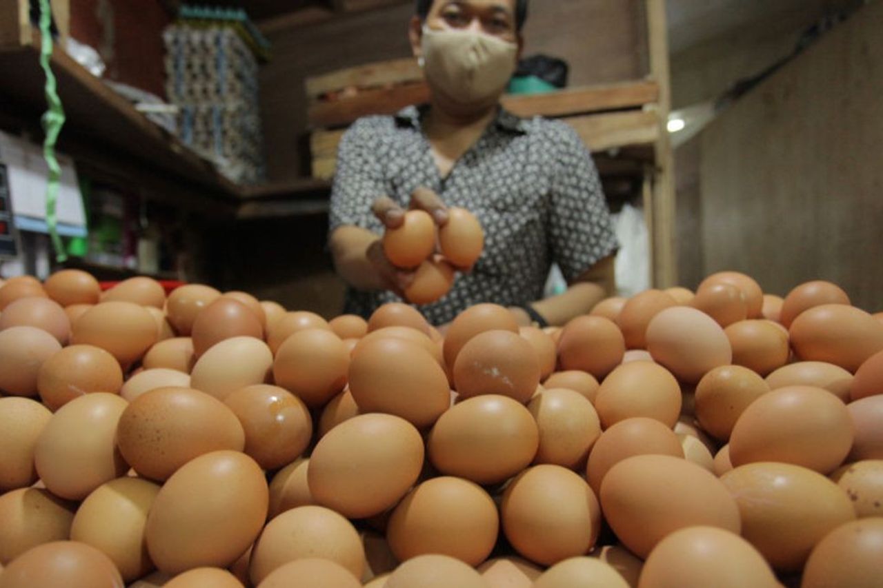 Again, The Price Of Turbulent Eggs, LaNyalla Reminds About Livestock Suplay