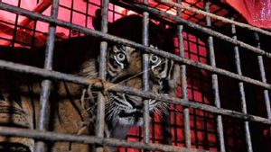 Seekor Harimau Sumatera Jantan Dilepasliarkan ke TNKS