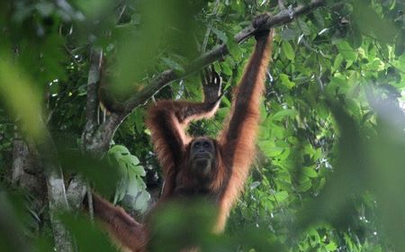 Menteri LHK: Leuser Satu-satunya yang Punya 4 Satwa Hebat di Dunia