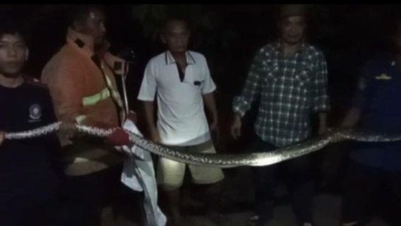 消防人员在卡利安达楠榜居民的房子里抓到大蟒蛇